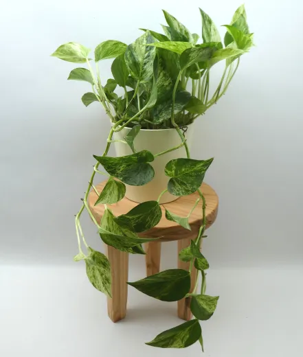 Pflanzentisch, Hocker mit 3 Beinen, Douglasie