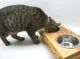 Futterbar, Holz Douglasie, Edelstahl Doppelnapf, für Katzen und kleine Hunde